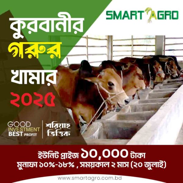 কোরবানির গরুর খামার বিনিয়োগ প্রকল্প
