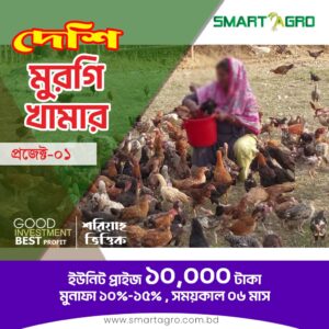 দেশি মুরগির খামার বিনিয়োগ প্রকল্প